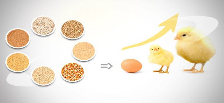 feed grade silica feed grade silica